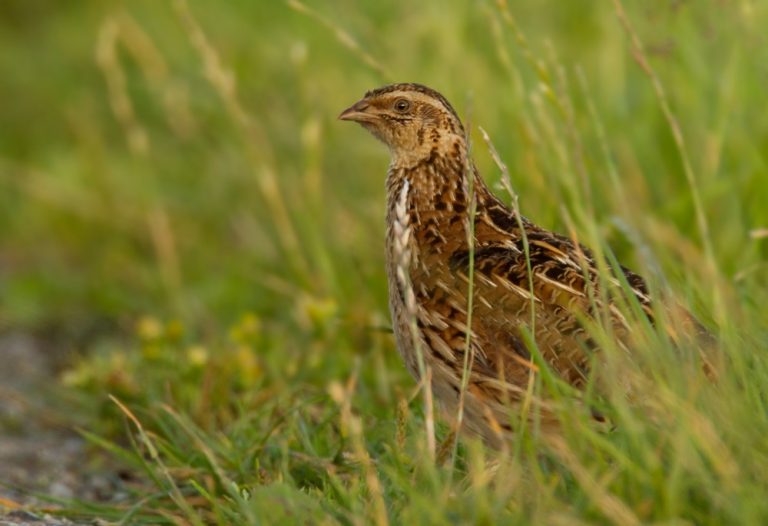 IVN Oisterwijk organiseert het Vette Vogel Festijn