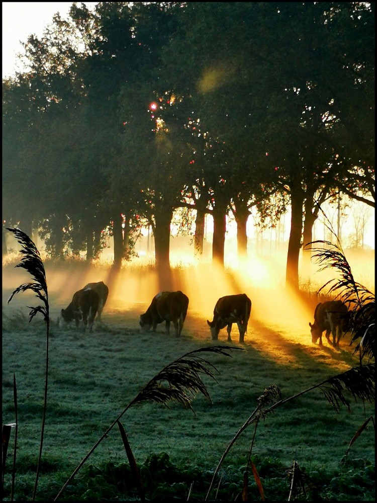 Omdat hij zo mooi is