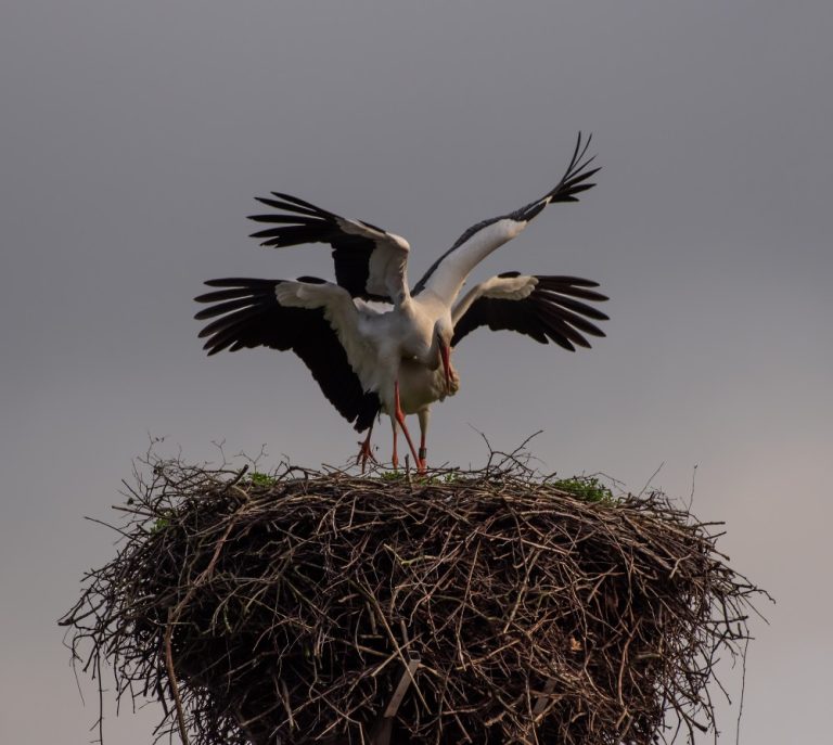 Ooievaars gespot in Moergestel