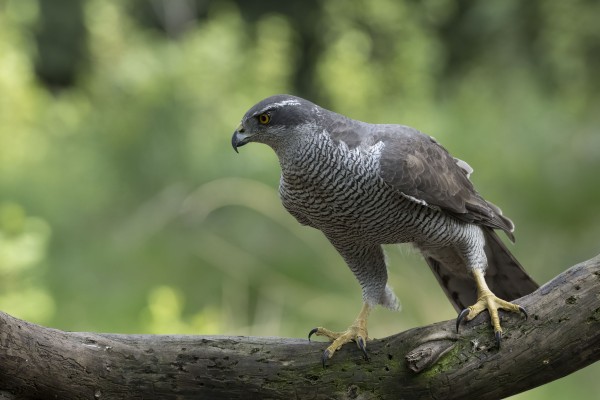 Sommige broedvogels doen het goed bij Oisterwijkse Kampina, andere minder