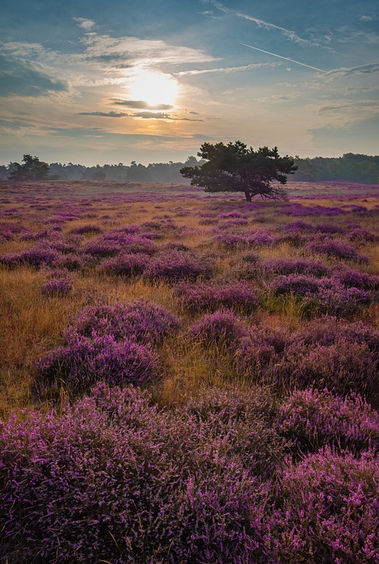 Genieten van heideplanten in de Oisterwijkse Bossen en Vennen *