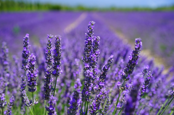 Dit zijn de verschillende soorten lavendel die terug zijn te vinden in de omgeving van Oisterwijk *